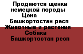 Продаются щенки немецкой породы › Цена ­ 3 000 - Башкортостан респ. Животные и растения » Собаки   . Башкортостан респ.